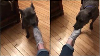 Koira riisuuu omistajansa sukat rankan työpäivän jälkeen