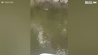 Cerbiatto nuota nel lago rischiando di affogare