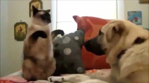 Angry Cats VS Dogs Funny Compilation