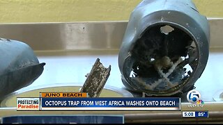Octopus trap from West Africa washes ashore on Juno Beach, marine experts say