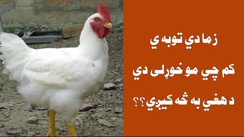 Broiler Meat and Other Imports Banned From Pakistan To Afg..Cement, Steel, Milk. Samiullah Khatir