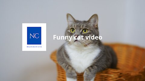Funny and cutes cat video