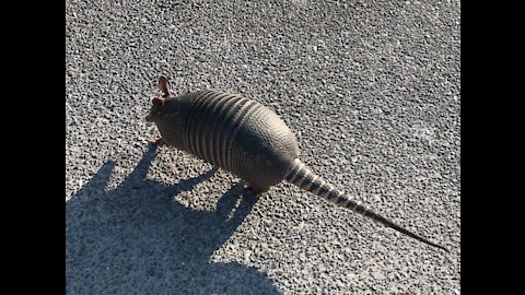 Armadillos in the yard