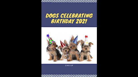 Dogs Celebrating Birthday 2021