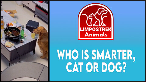 Who is smarter, cat or dog?