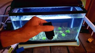 Review: Aqueon Algae Cleaning Magnet