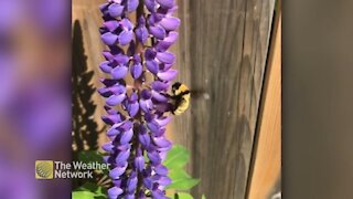 Watch a slo-motion view of large bee gathering pollen