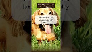 Fun Facts about Cocker Spaniels