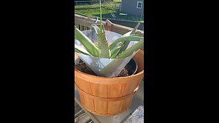 ALOE PLANT HACK