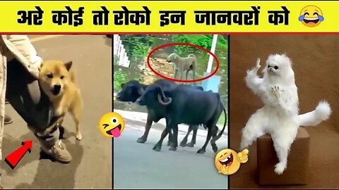 Animals funny videos 😂😂😂😂😻😸😺🙈 good videos animals#trending videos animals