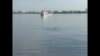 Dolphins in the Bay