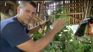 Tree Hay, An Ancient Practice To Feed Your Livestock For Free