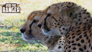 Cheetah Brothers Grooming | Maasai Mara Safari | Zebra Plains