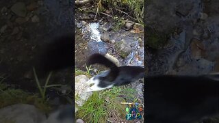 Mooshie jumps the stream.