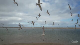 Birds at the Mouth Mallacoota Inlet October 2021 by Drone