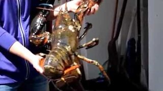 Have you ever seen a giant lobster?