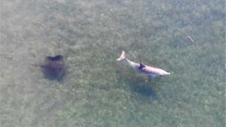 Una rara amicizia filmata dal drone tra un delfino e una razza