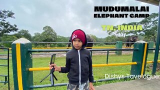 Mudumalai Elephant Camp - Elephant feeding