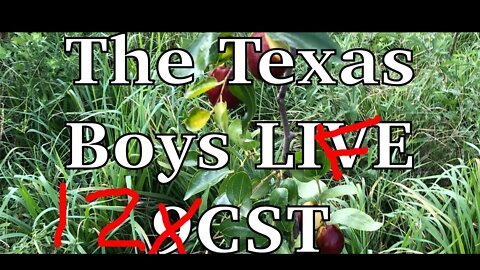 The Texas Boys LIVE 12 CST