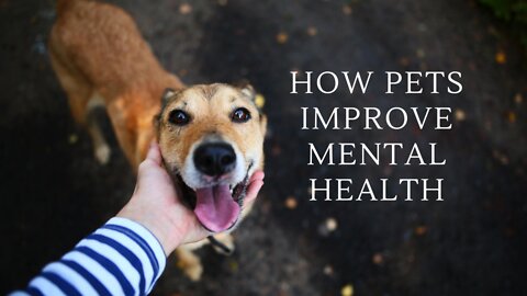 Having a Pet Can Improve 7 Mental health 😇 😇 😇