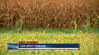 Rare disease impacts crops in Janesville