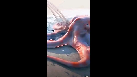 Are Octopus Aliens