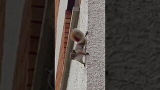 Spider-Man’s Squirrel!