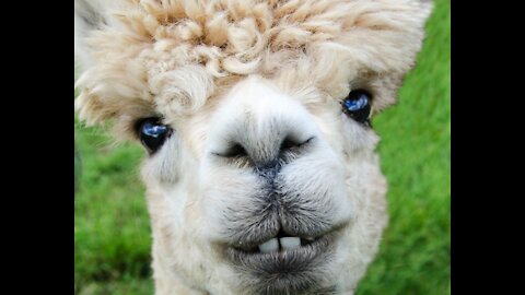 Is this alpaca laughing at me