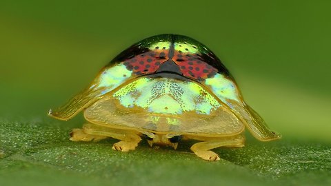 Beautiful ruby gold target tortoise beetle from Ecuador