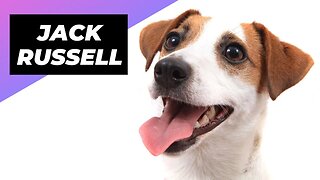 Jack Russell 🐶 The King of Fierce Energy And Playfulness