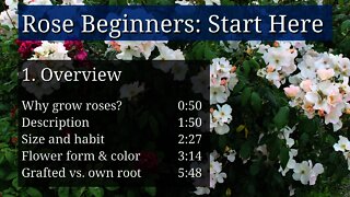 Introduction to Roses for Beginners