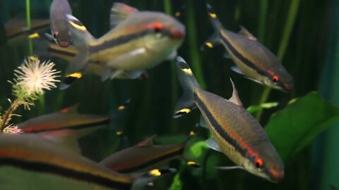 close up footage with fishes in aquarium