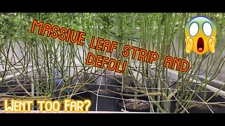 HUGE Leaf Stripping & Defoliate! KILLING my plants? Day 21 of Flower - Mills vs Athena!