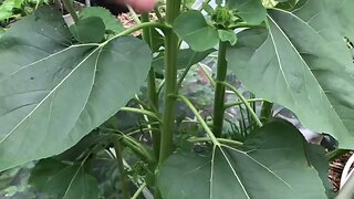 Volunteer Sunflower Plants!