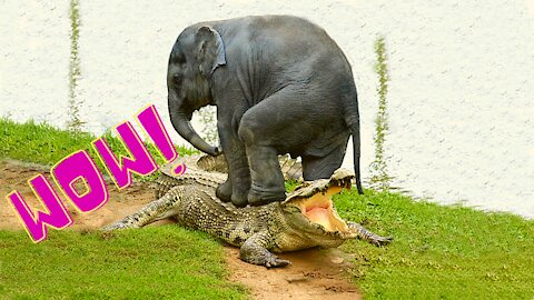 Dad Elephant Saves Baby Elephant From Crocodile.