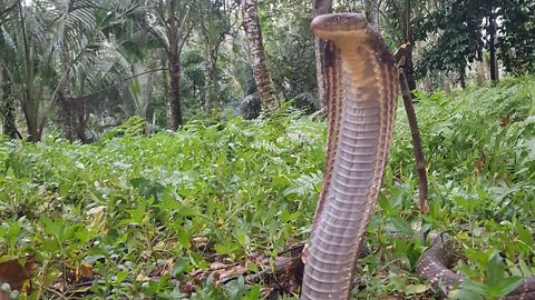 13 Foot Wild KING COBRA! - Tick Removal - Big Danger Wildlife Adventures! - Corey Wild 🐍