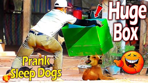 Dog Prank Funny video #Pranks #SHORTS