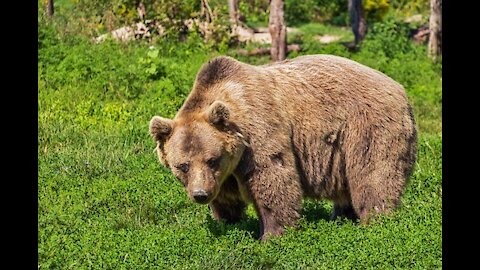 A great day in the woods surrounded by bears