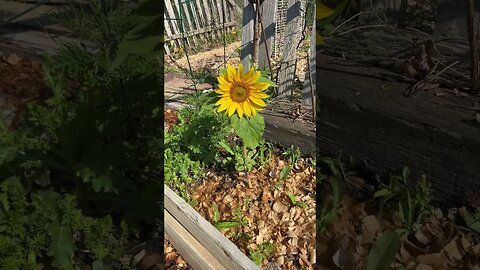 My sunflower (from seed)