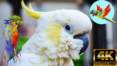 4K ULTRA HD ¦ Cute Parrots Videos ¦ Perroquets de Macaw Colorés