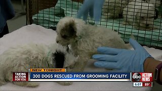 300 dogs seized from Tampa breeding facility