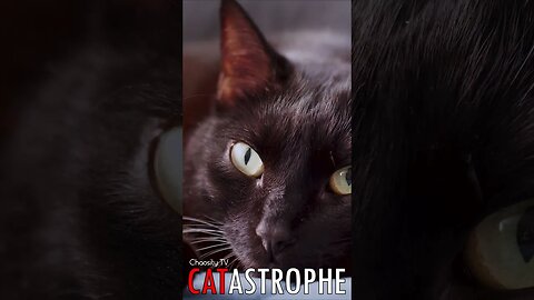😼 #CATASTROPHE - Slumbering Shadows: The Lazy Days of a Black Cat 🐈