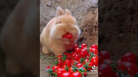ارنوب يحب طماطم