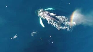 Une baleine crache un arc-en-ciel par son évent