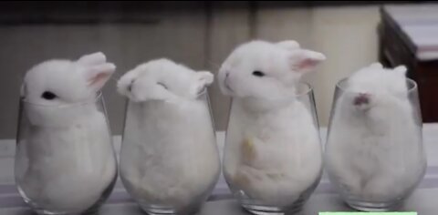 é So Cute @ 3d Beautiful Rabbit Whatsaap Status Video by Prashant