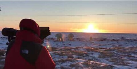 Polar bears get up close to these tourists