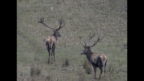 Hunting Red Stag and Fallow Deer in Bulgaria