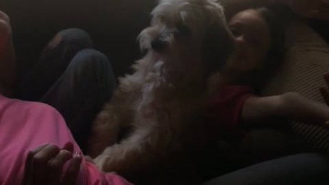 Cute Dog Protects A Young Girl Even From Her Mom