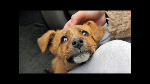 Abandoned Puppy Followed Us Home | Whole Story