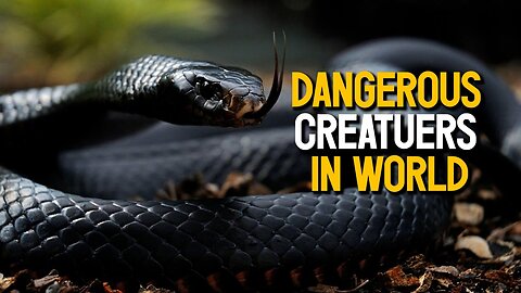 30 Most Dangerous Creatures In The World (Part 1)